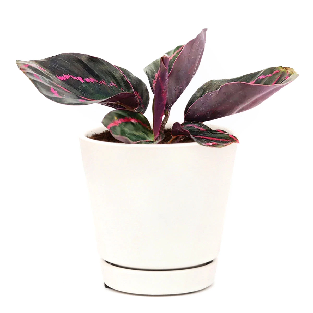 Calathea Dottie - Image 10