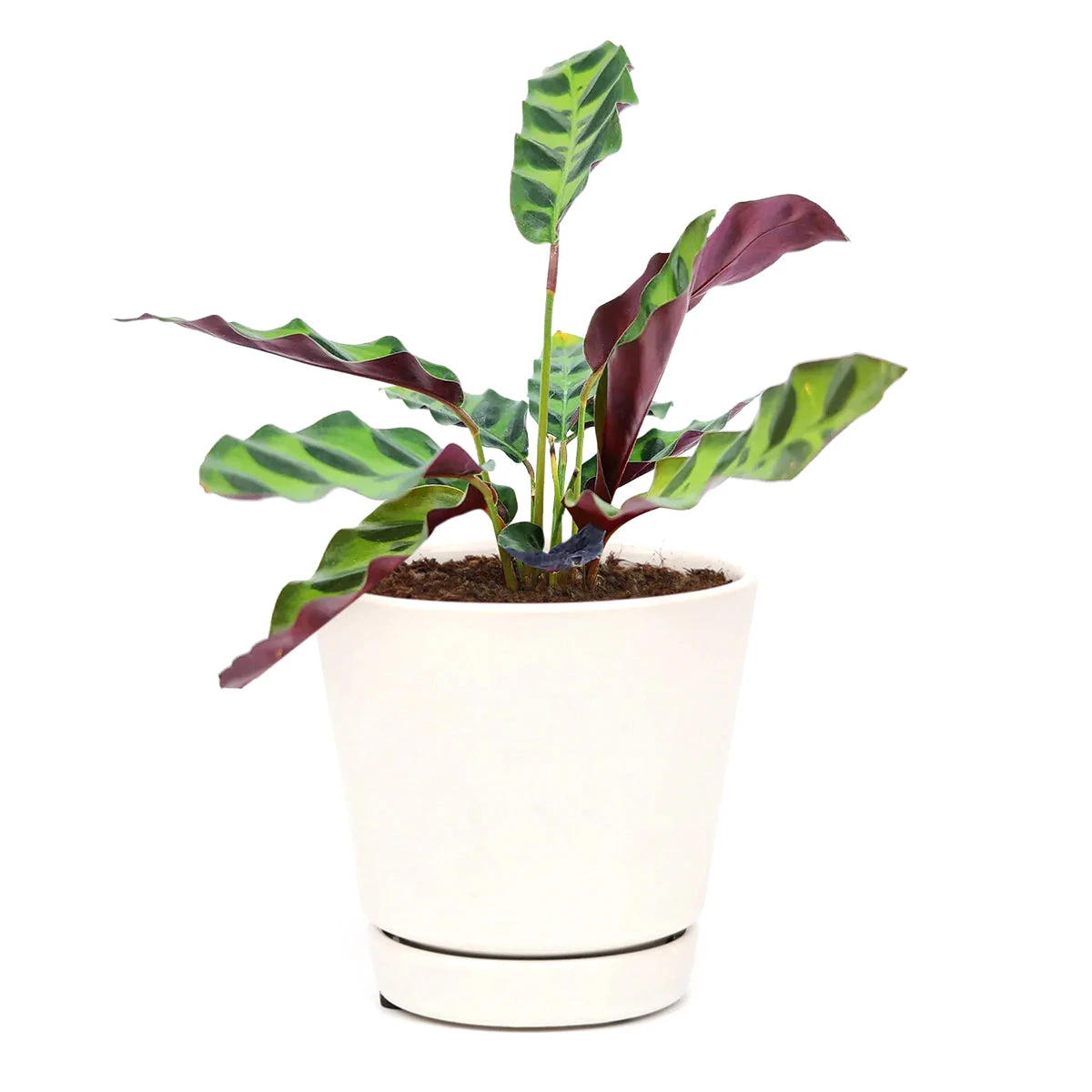 Calathea Lancifolia Rattlesnake Plant - Image 8