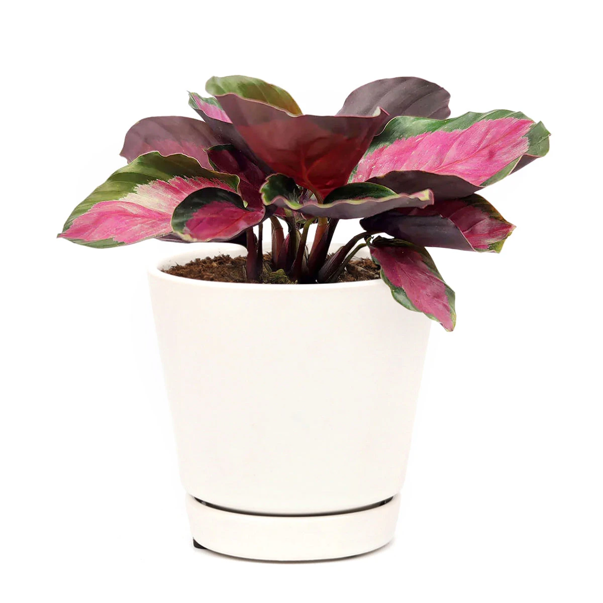 Calathea Rosy - Image 8