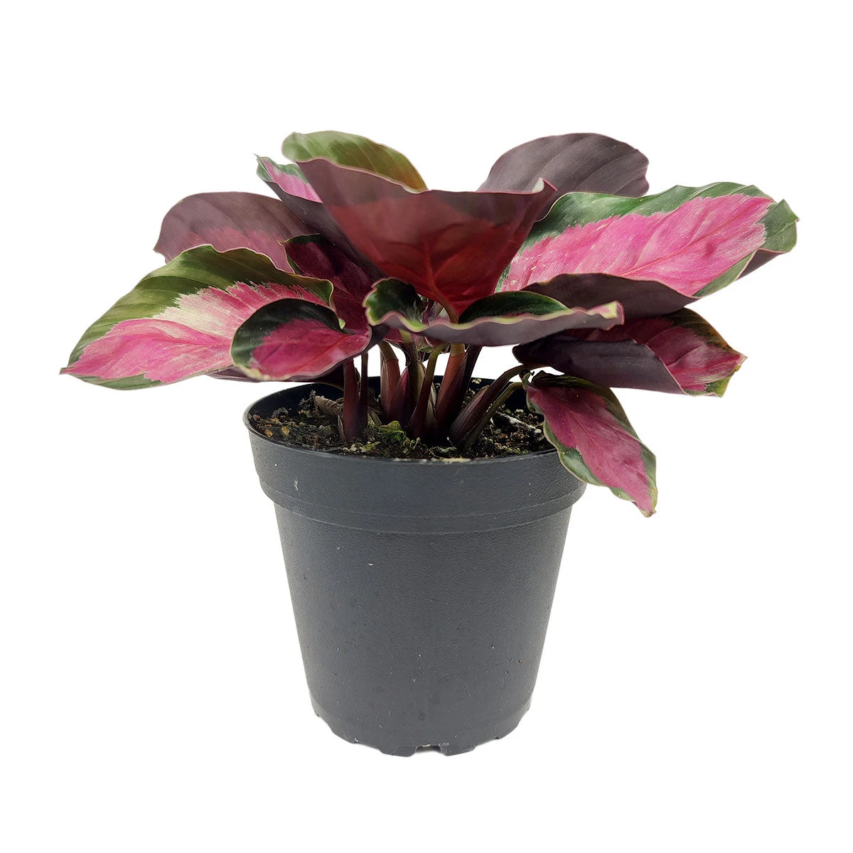 Calathea Rosy - Image 3