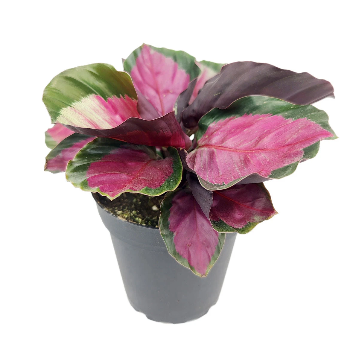 Calathea Rosy - Image 2