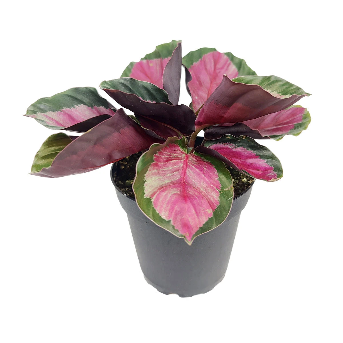 Calathea Rosy - Image 4