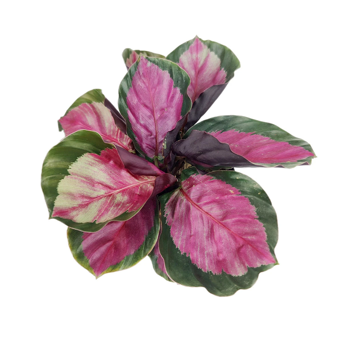 Calathea Rosy - Image 5