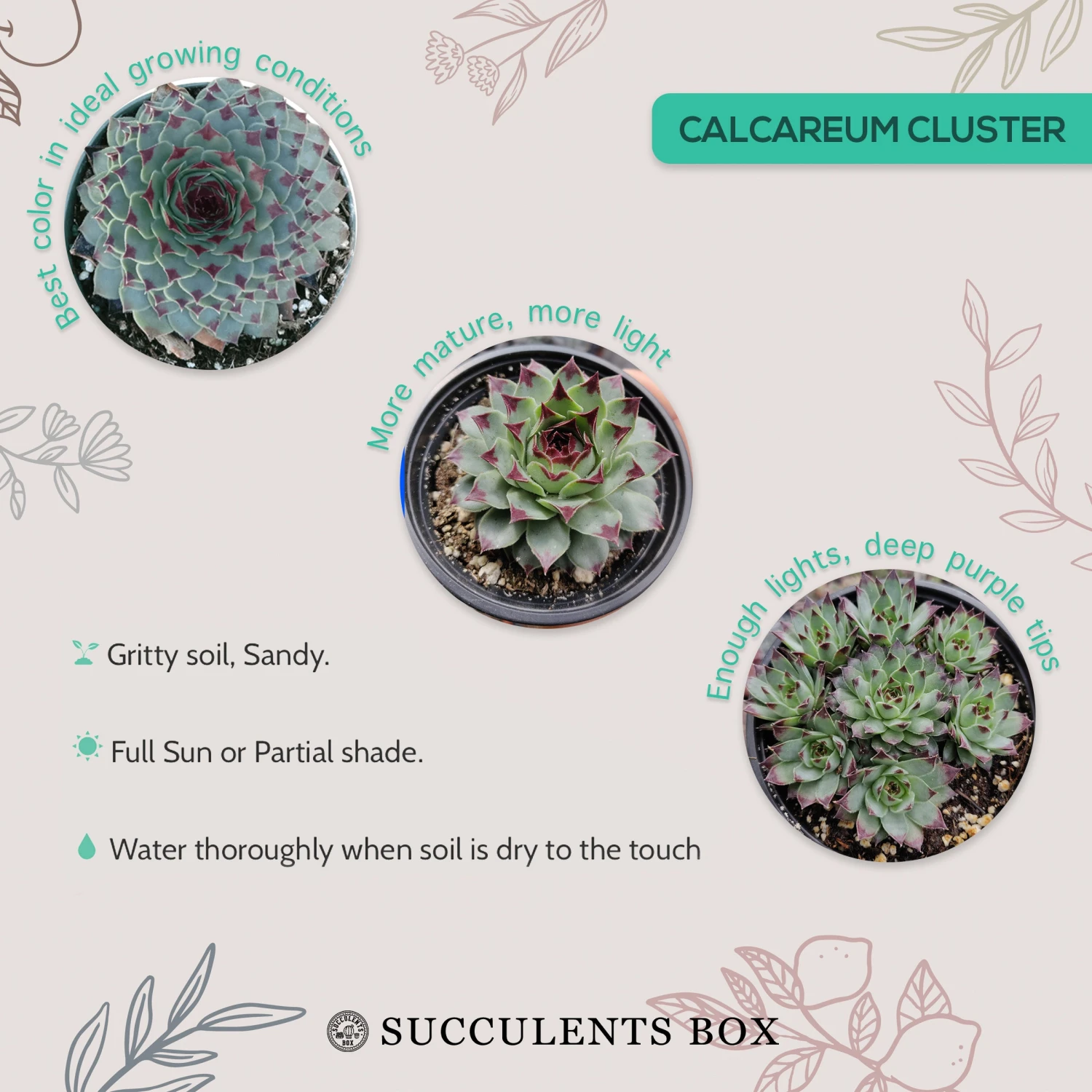 Sempervivum Calcareum - Image 9