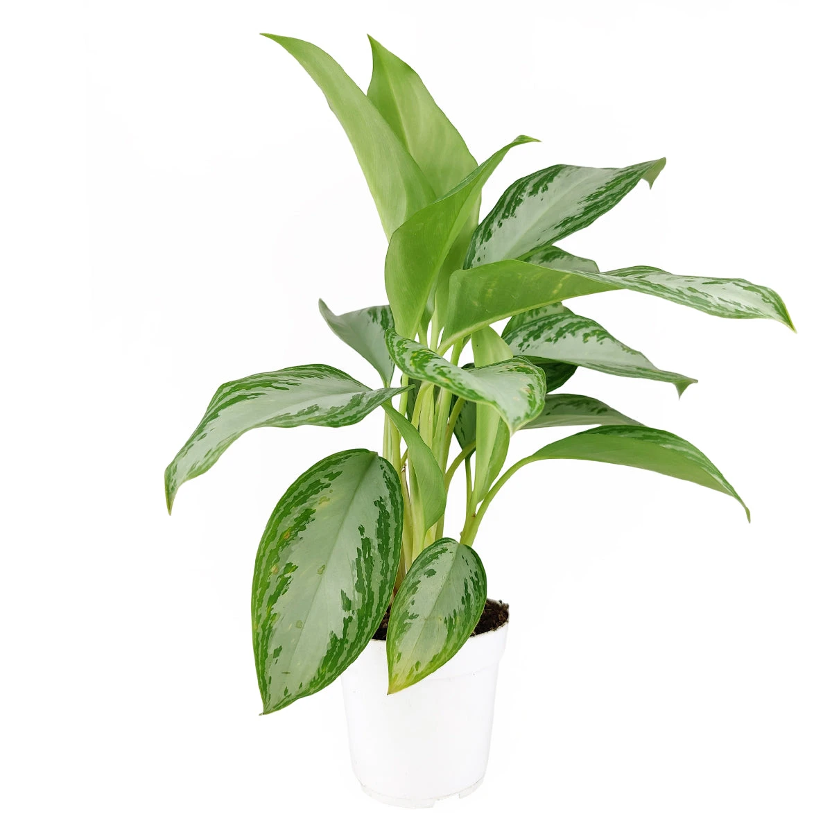 Chinese Evergreen Leprechaun - Image 4