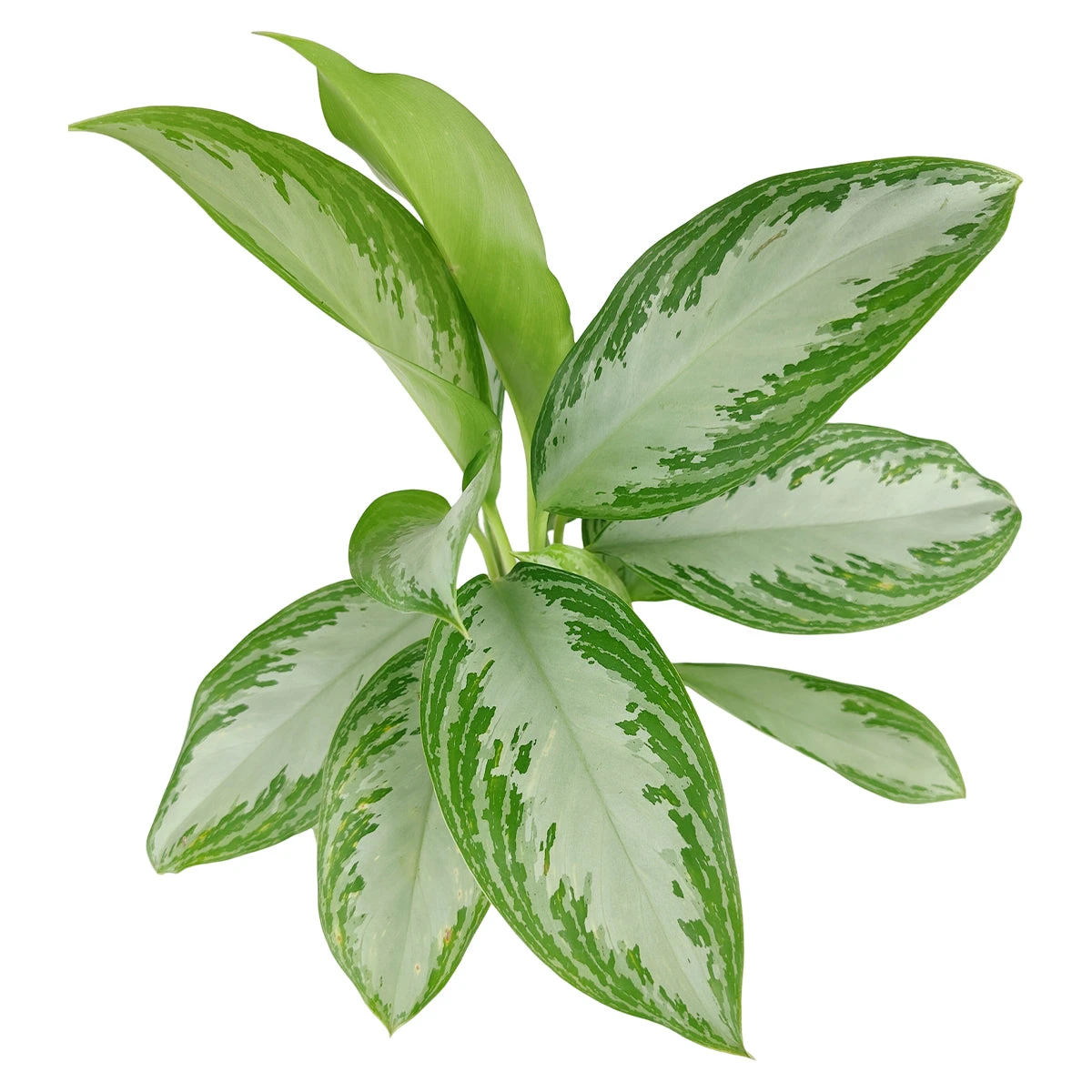Chinese Evergreen Leprechaun - Image 3