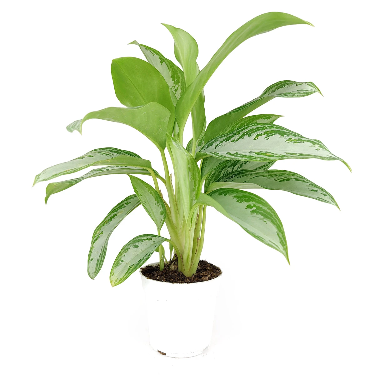 Chinese Evergreen Leprechaun - Image 2