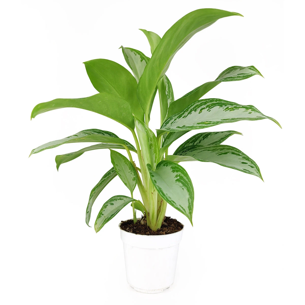 Chinese Evergreen Leprechaun - Image 5