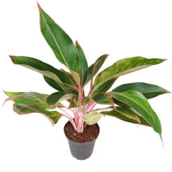 Chinese Evergreen Siam Red