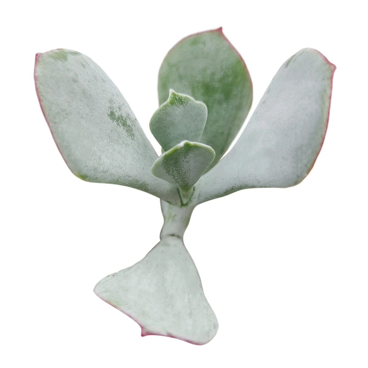 Cotyledon Orbiculata Pig's Ear - Image 2