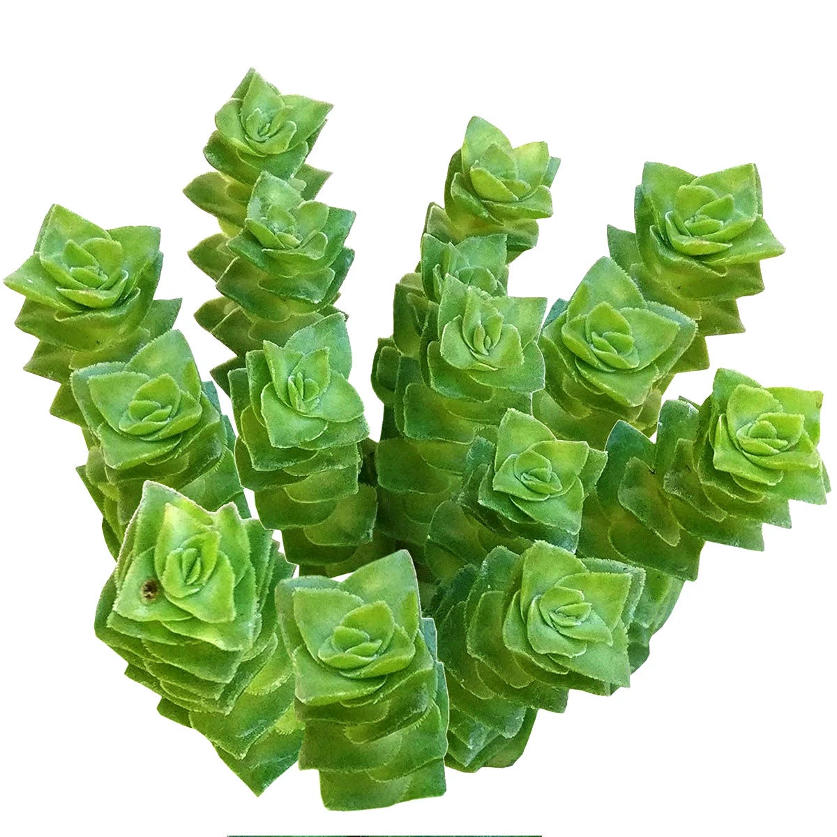 Crassula Green Pagoda