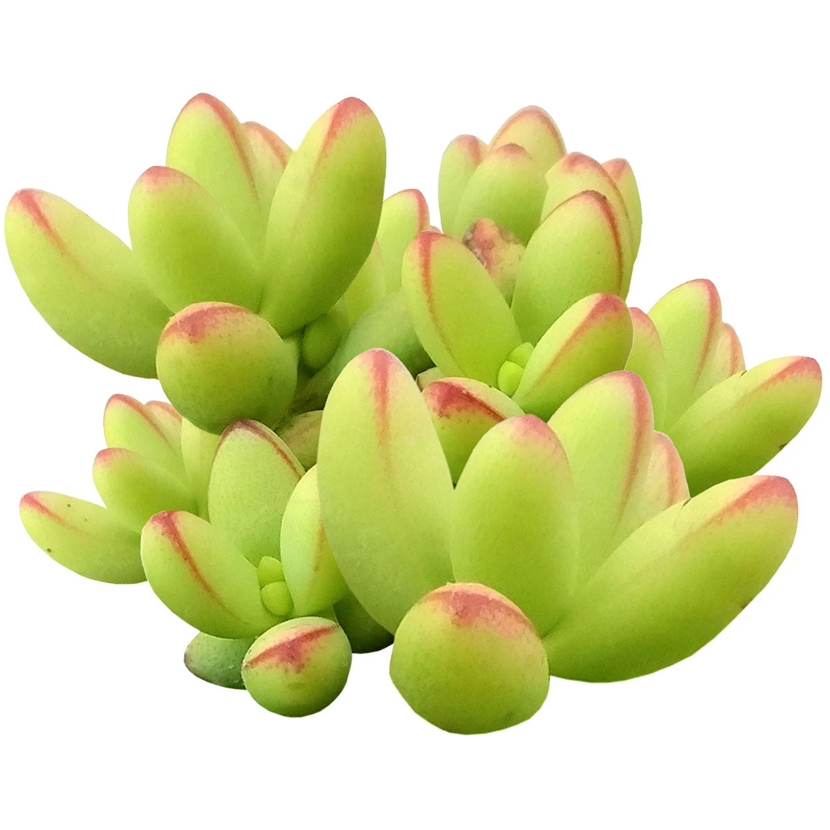 Crassula Nudicaulis Var. Herrei - Image 2