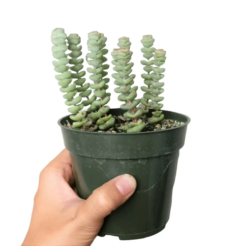 Crassula Baby Necklace - Image 8