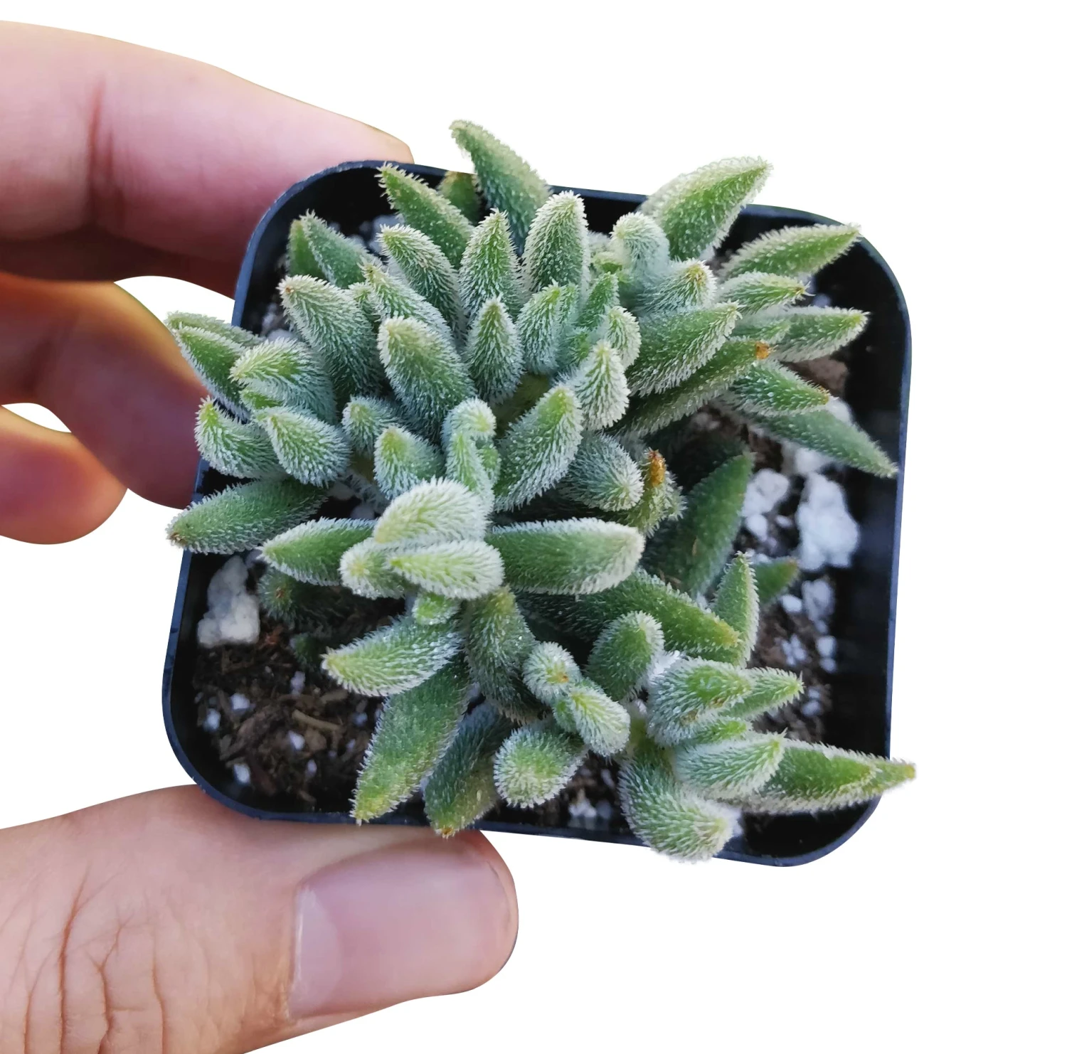 Crassula Mesembryanthemoides - Image 3