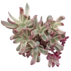 Crassula Candy Cane Rubricaulis