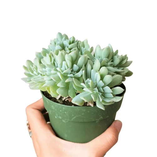 Crested Echeveria Topsy Turvy - Image 7