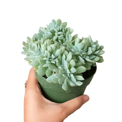 Crested Echeveria Topsy Turvy - Image 8