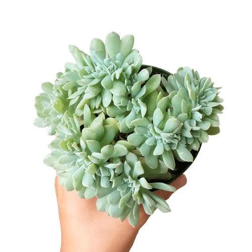 Crested Echeveria Topsy Turvy - Image 9