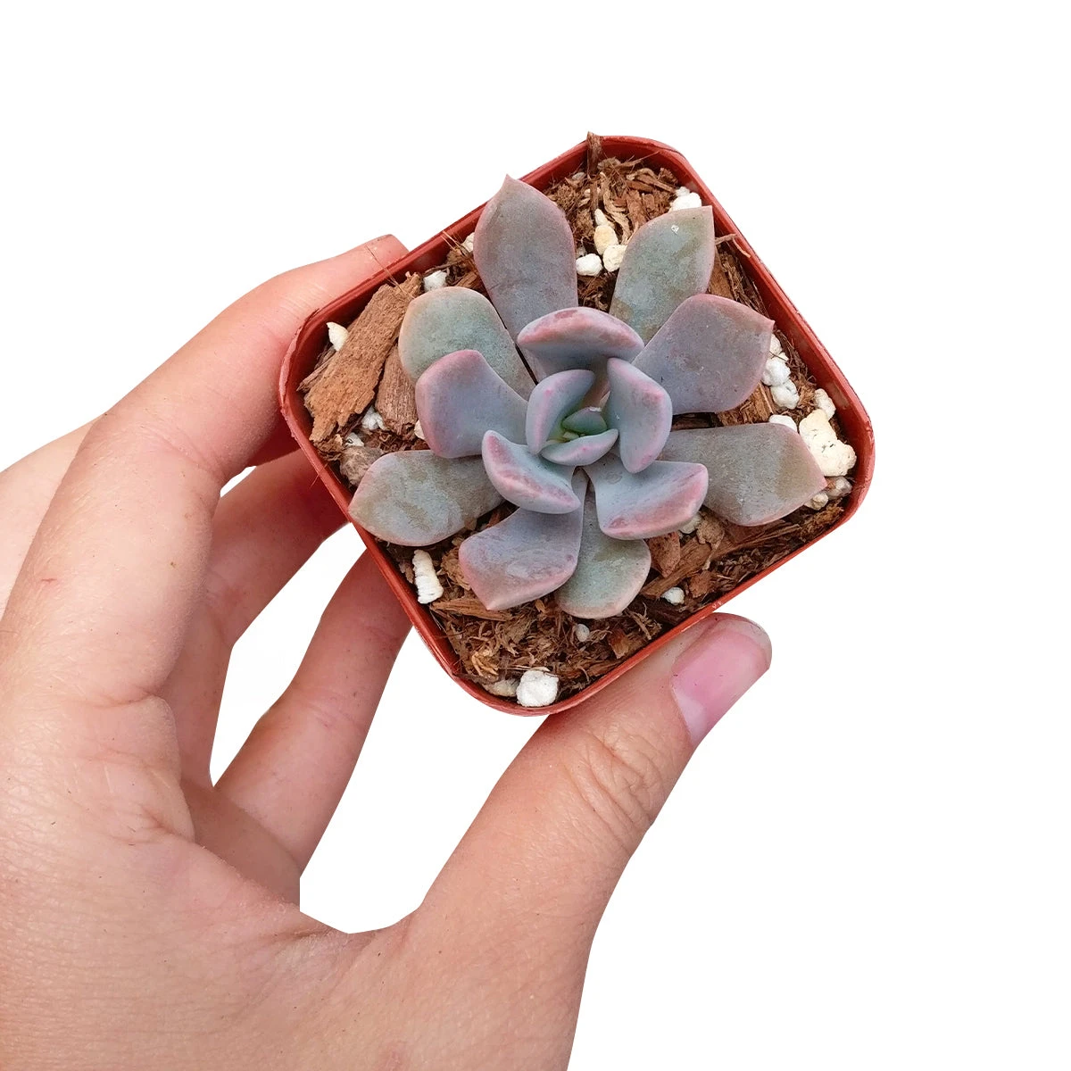 Graptoveria Debbie Succulent - Image 2