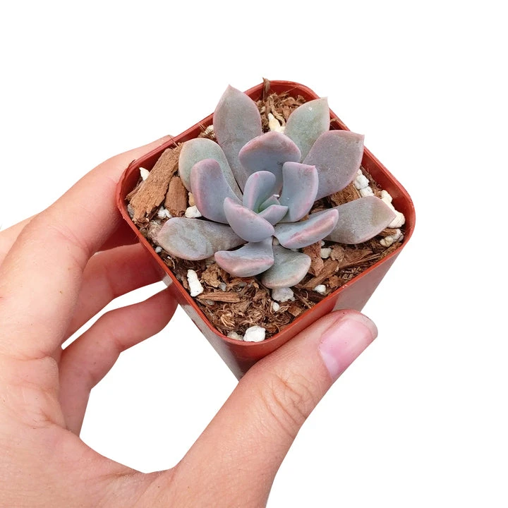 Graptoveria Debbie Succulent - Image 3