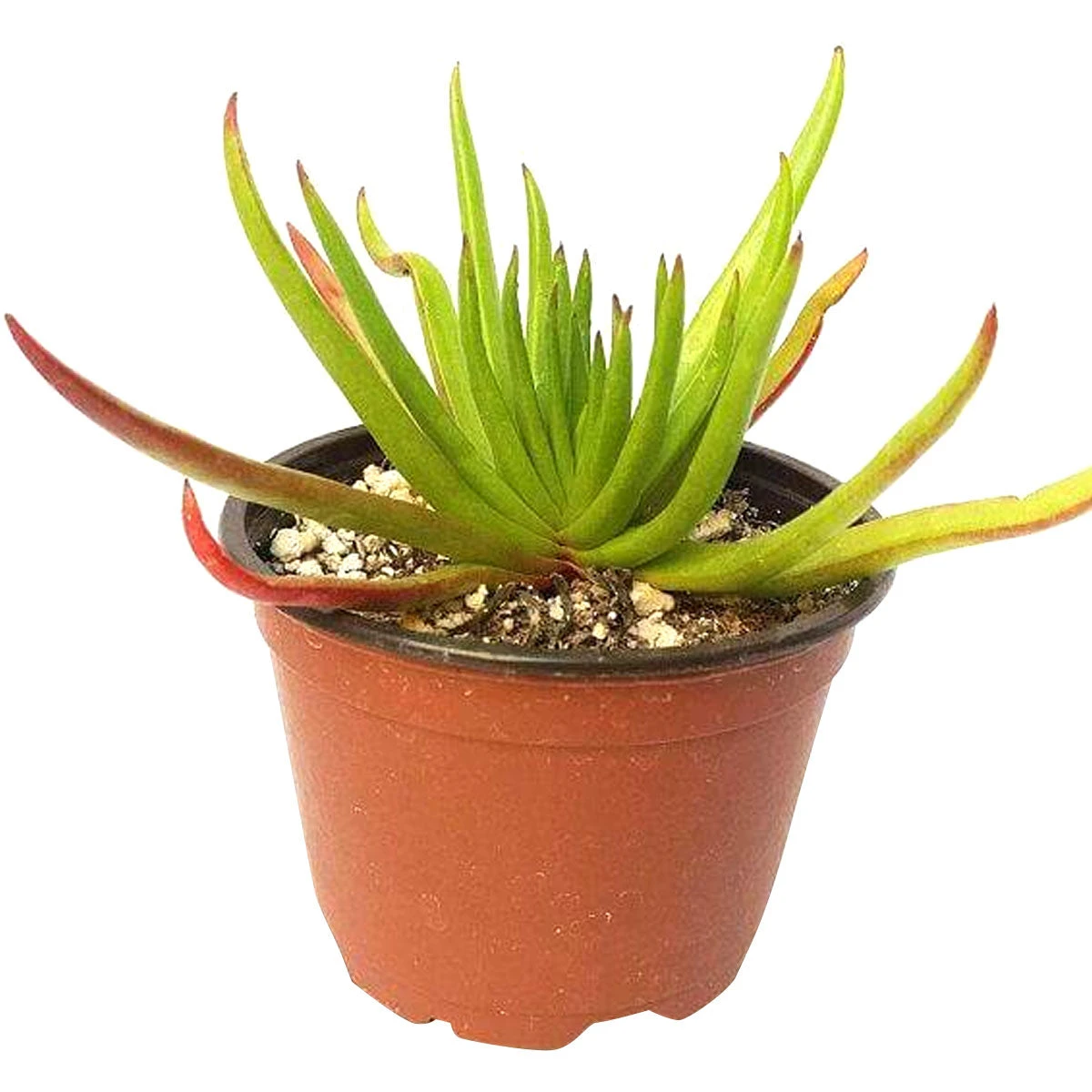 Crassula Devil’s Horns - Image 2