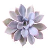 Graptoveria Debbie Succulent
