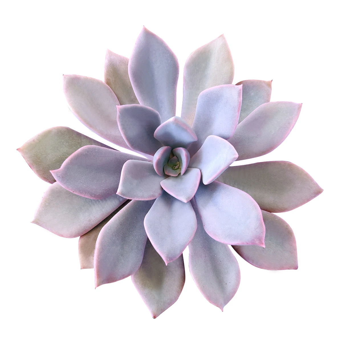 Graptoveria Debbie Succulent