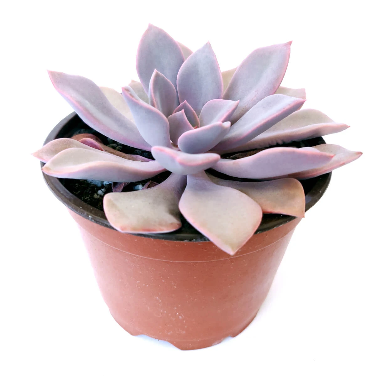 Graptoveria Debbie Succulent - Image 4