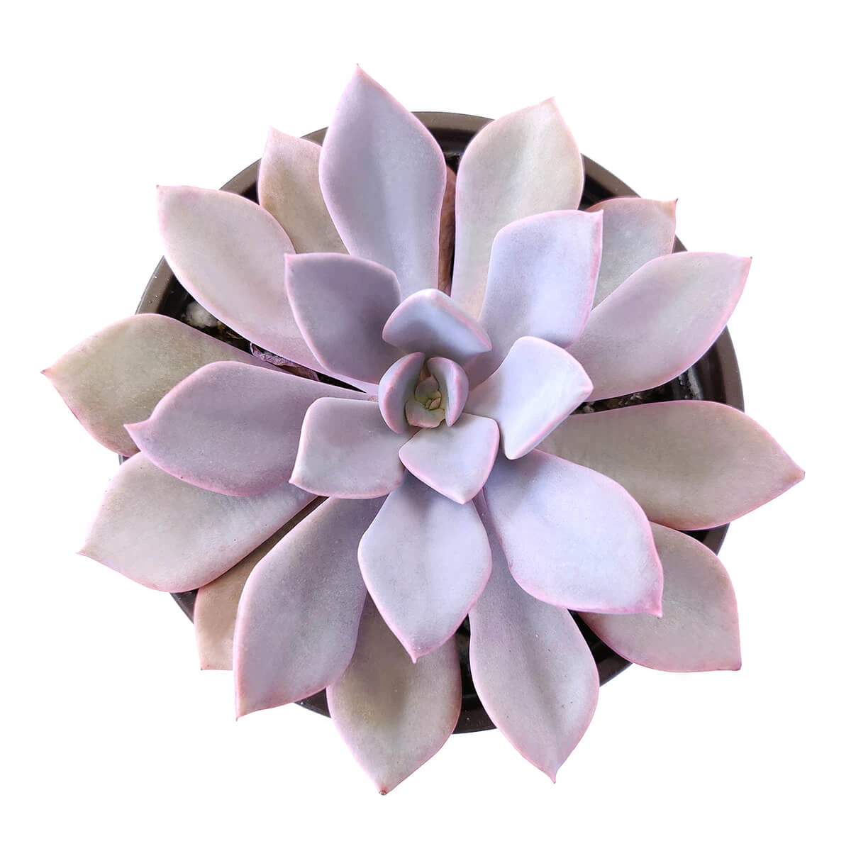 Graptoveria Debbie Succulent - Image 5