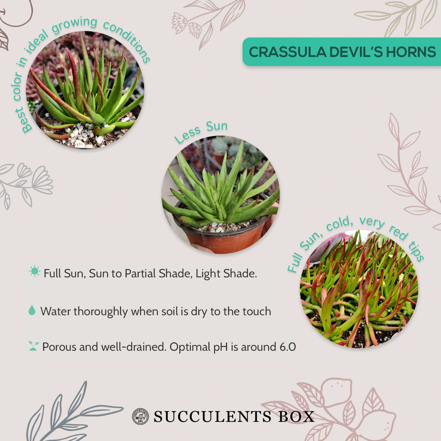 Crassula Devil’s Horns - Image 4