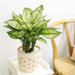 Dieffenbachia Amy