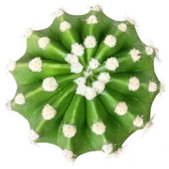 Domino Cactus Echinopsis