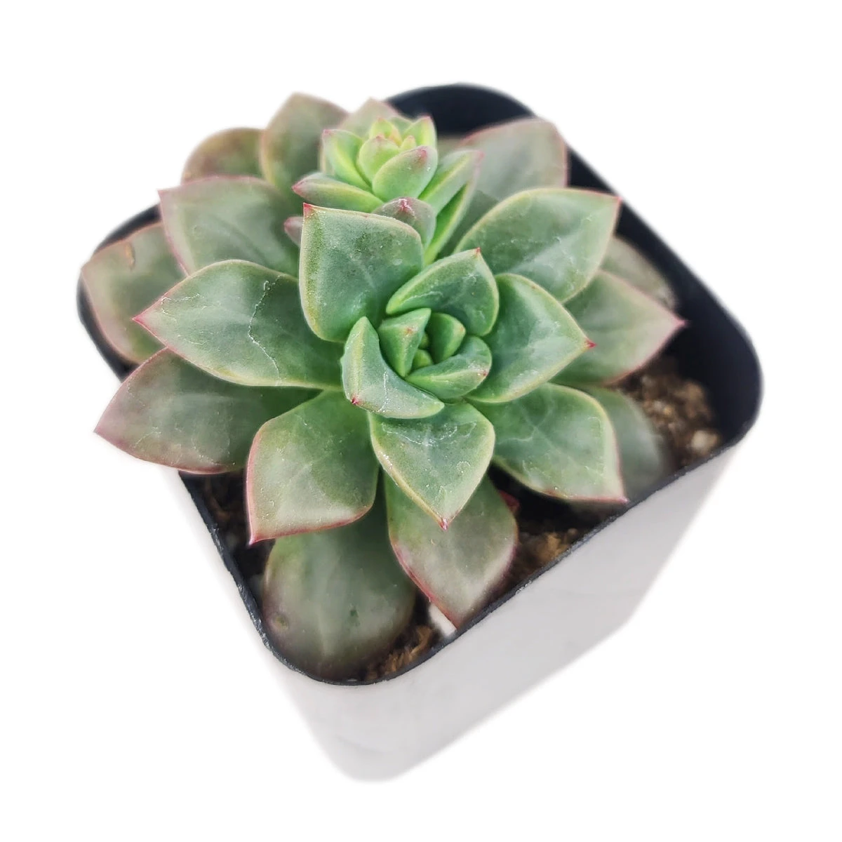 Echeveria Compressicaulis - Image 2