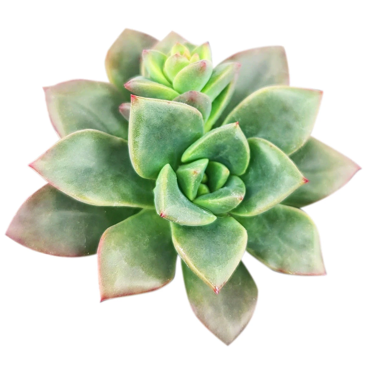 Echeveria Compressicaulis