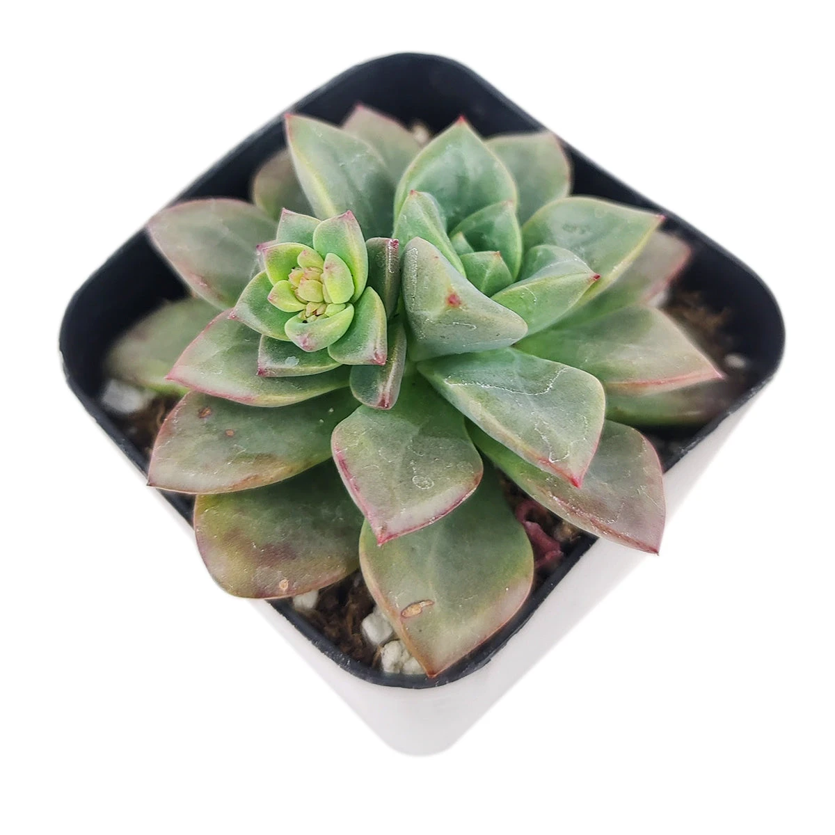 Echeveria Compressicaulis - Image 3