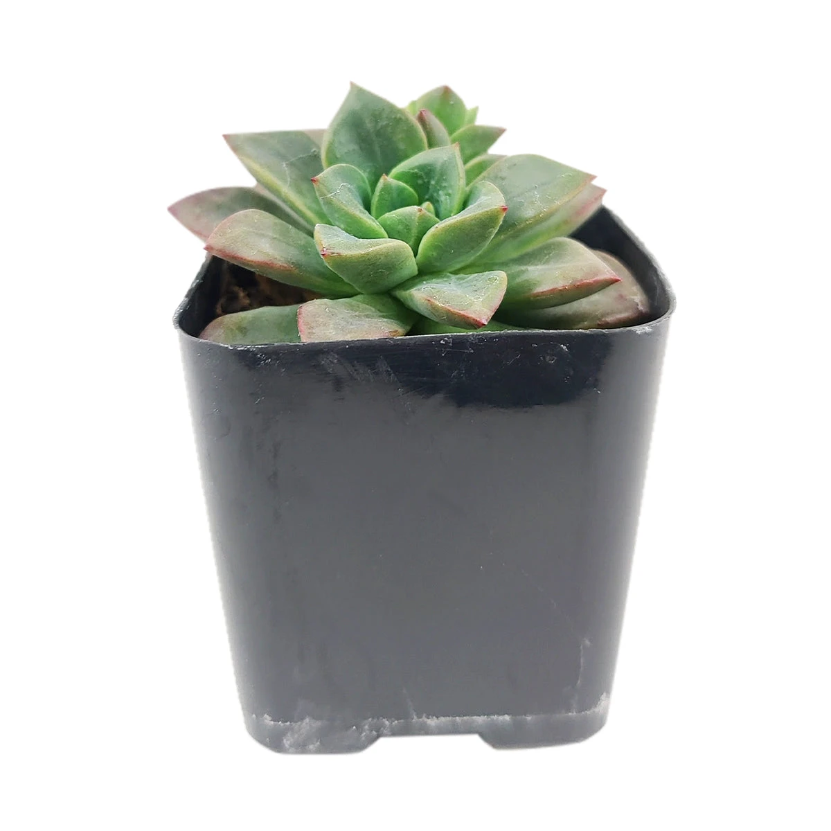 Echeveria Compressicaulis - Image 4