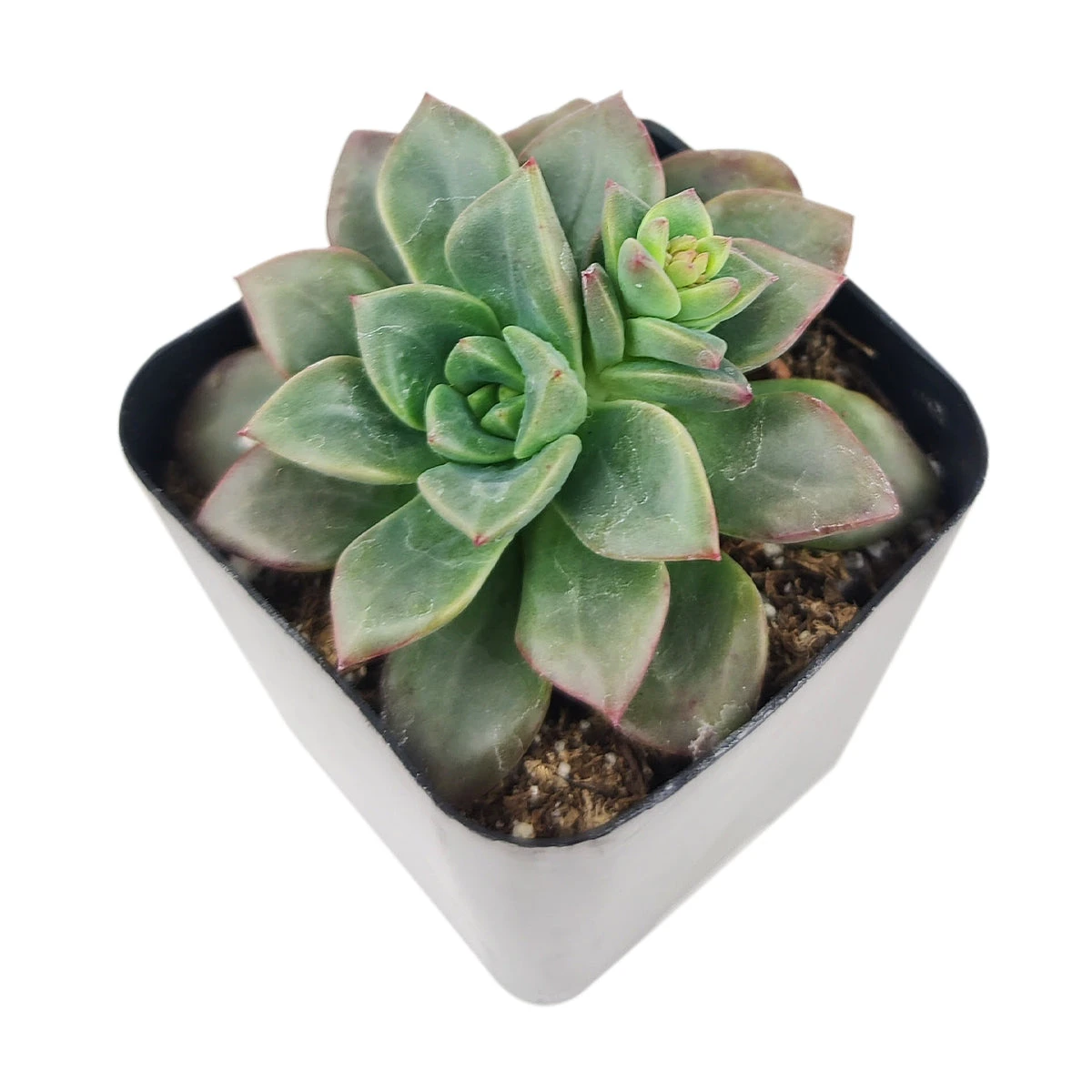 Echeveria Compressicaulis - Image 5