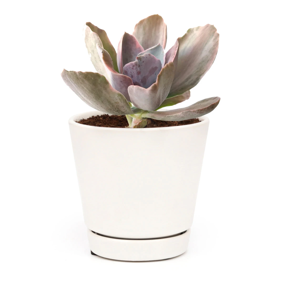 Echeveria Decora Variegated - Image 6