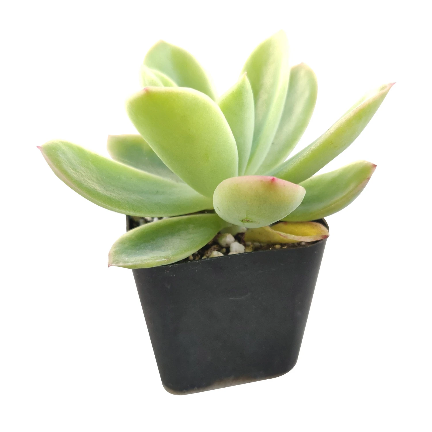 Echeveria Golden Glow - Image 4