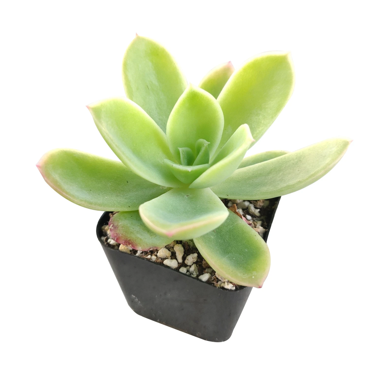 Echeveria Golden Glow - Image 2