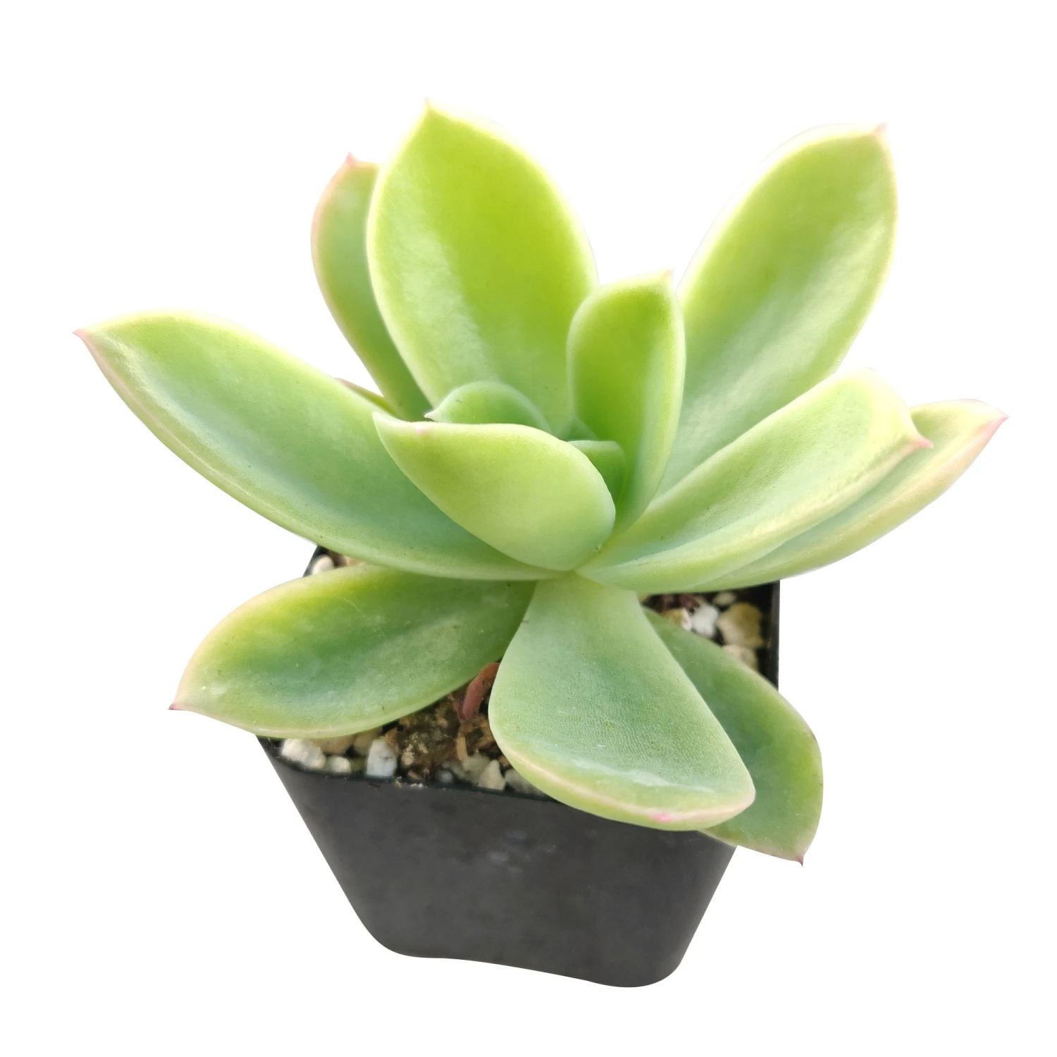 Echeveria Golden Glow - Image 3