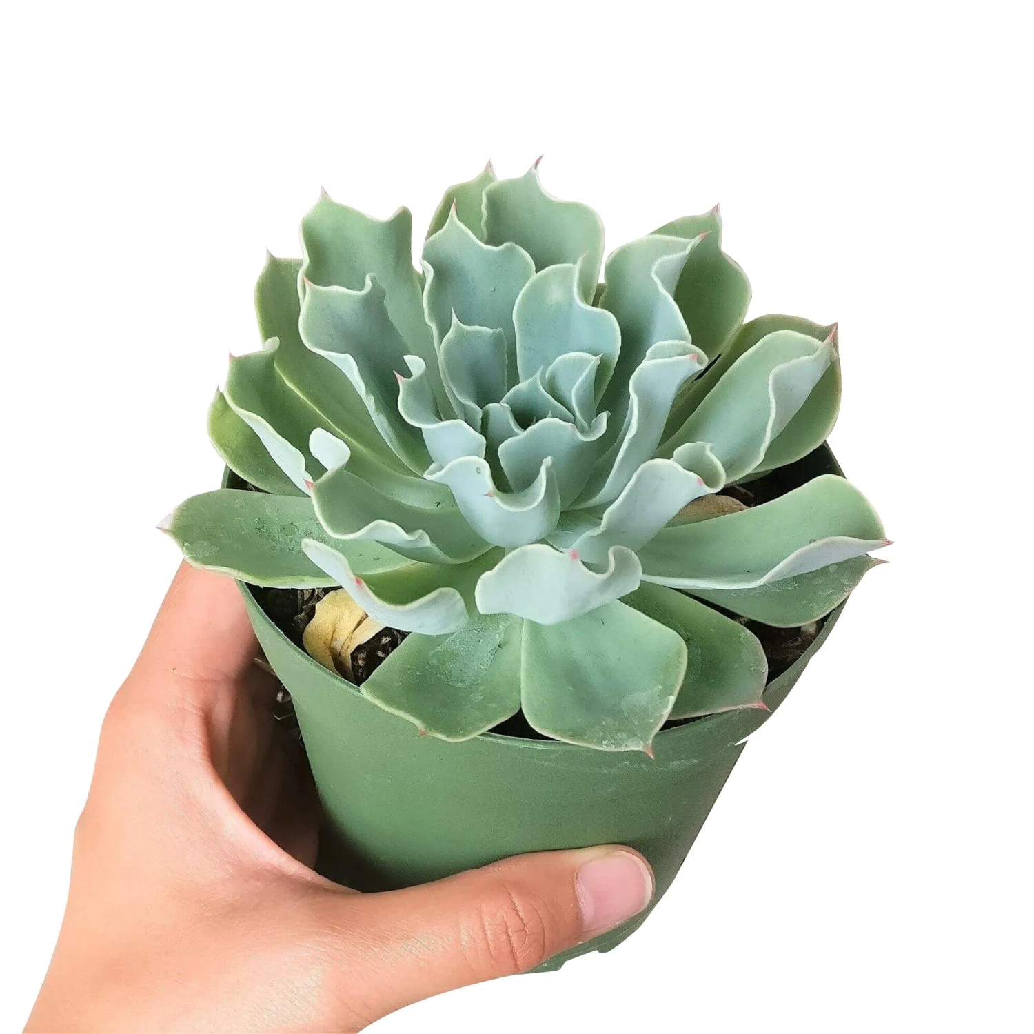 Echeveria Gray Curl Succulent - Image 6