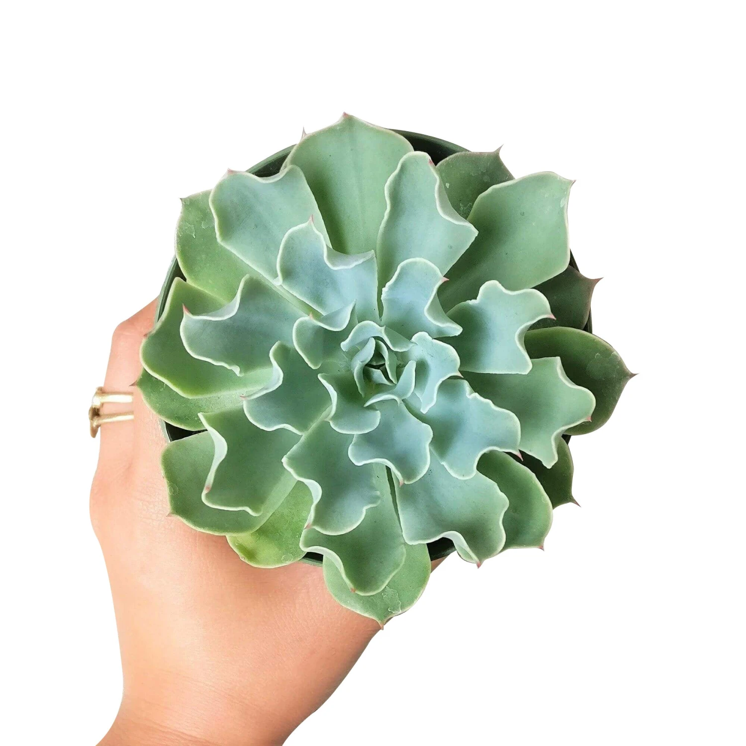 Echeveria Gray Curl Succulent - Image 2