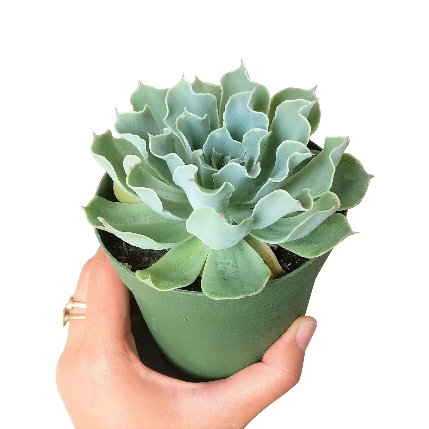 Echeveria Gray Curl Succulent - Image 3