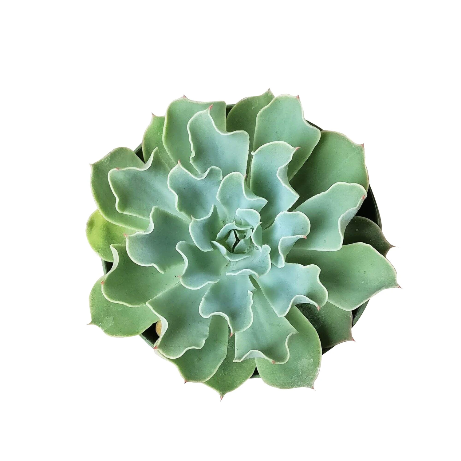 Echeveria Gray Curl Succulent - Image 5
