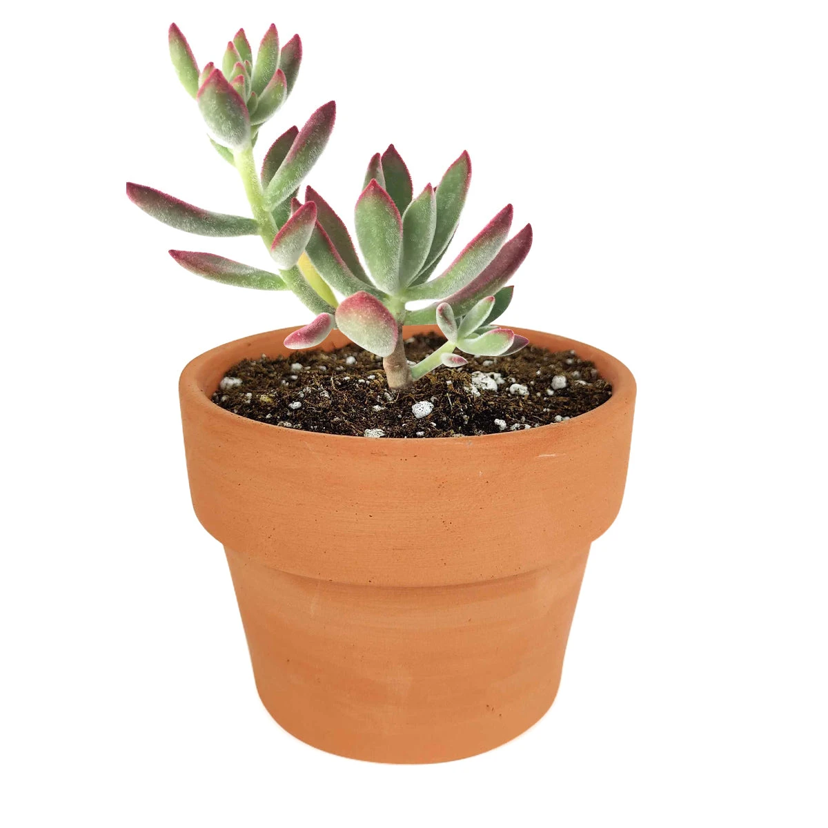 Echeveria Harmsii Ruby Slipper - Image 18