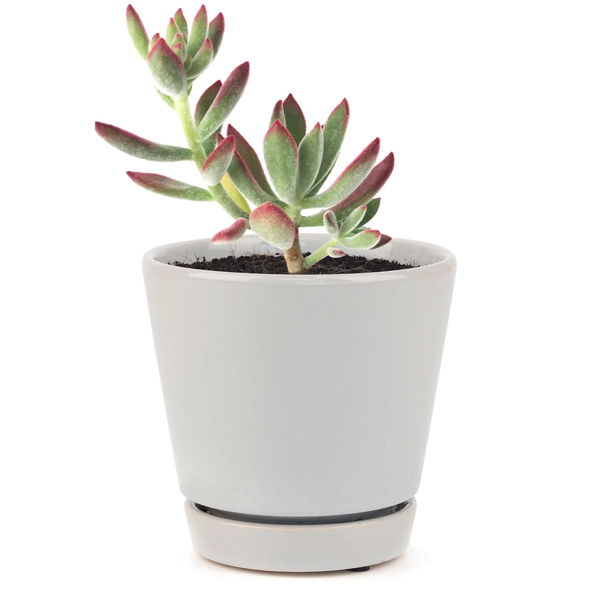 Echeveria Harmsii Ruby Slipper - Image 20