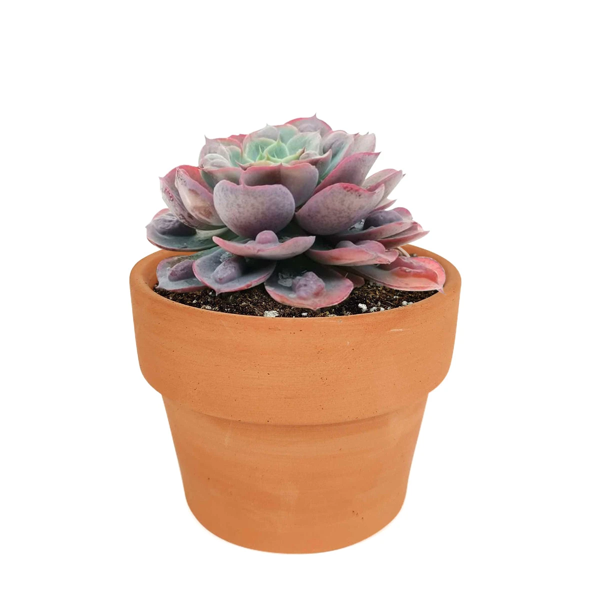 Echeveria Raindrops Succulent - Image 11