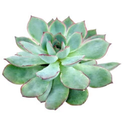 Echeveria Esther