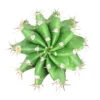 Echinopsis Oxygona 'Easter Lily Cactus'